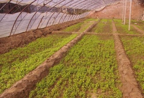 土壤墑情監(jiān)測系統